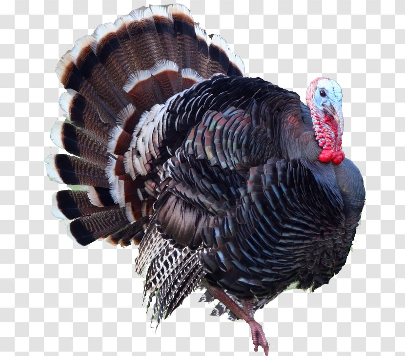 United States Ocellated Turkey Clip Art - Hunting Transparent PNG