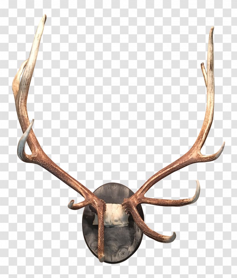 Deer Antler Moose Horn Elk - Chairish Transparent PNG