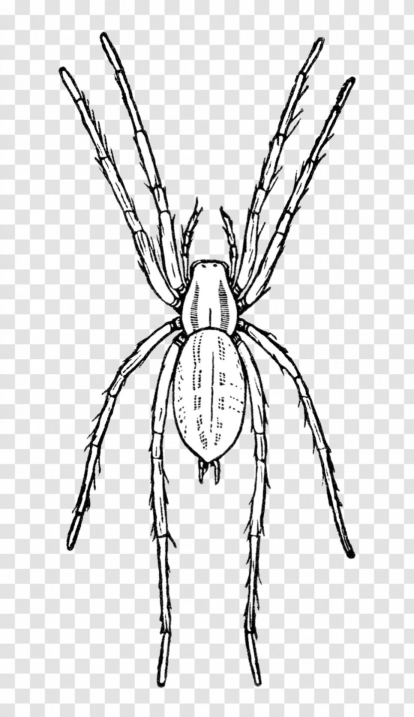 Line Insect Art Orb-weaver Spider - Orbweaver - Pest Symmetry Transparent PNG