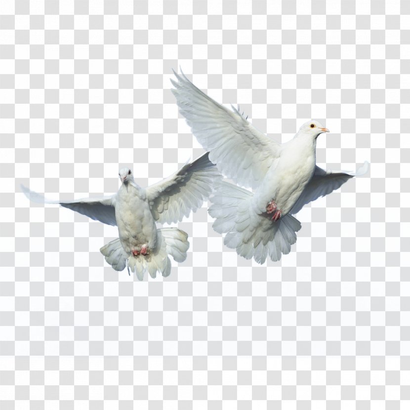 Domestic Pigeon Bird Columbidae Flight Transparent PNG