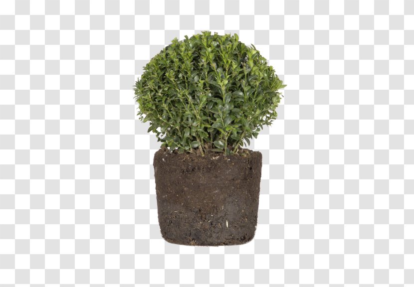 Flowerpot Buxus Sempervirens Elho Algarve Cilindro With Wheels Garden Shrub - Plant - Boxwood African Transparent PNG