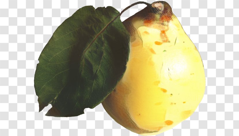 Fruit Tree - Plant - Food Pear Transparent PNG