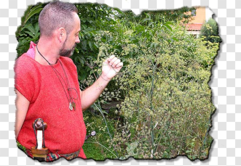 Roman Republic Perennial Plant Shrub Soil Tree Transparent PNG