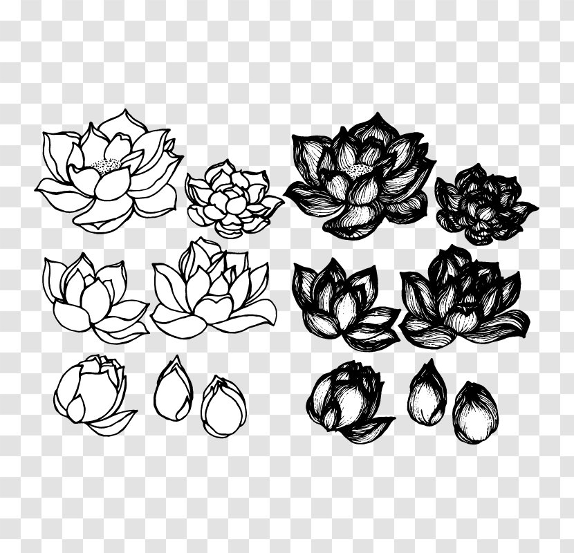 Lotus Cars Drawing Croquis Sketch - Flora - Sketches And Drawings Transparent PNG