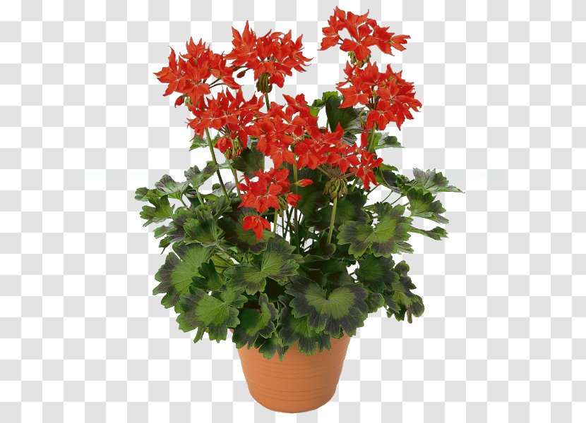 Pelargonium Zonale Garden Geranium Best Geraniums Flower Floristry - Bud Transparent PNG