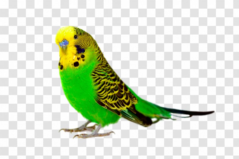Budgerigar Bird Parrot Cockatiel Parakeet - Close-up Transparent PNG