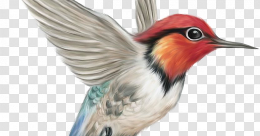 Hummingbird Clip Art - Feather - Bird Transparent PNG