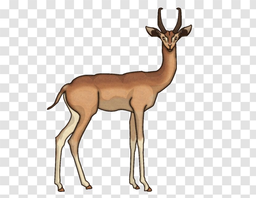 Impala Springbok Antelope Gerenuk Elk - Gazelle Transparent PNG