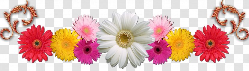 Transvaal Daisy Cut Flowers Floral Design Chrysanthemum - Flower Transparent PNG