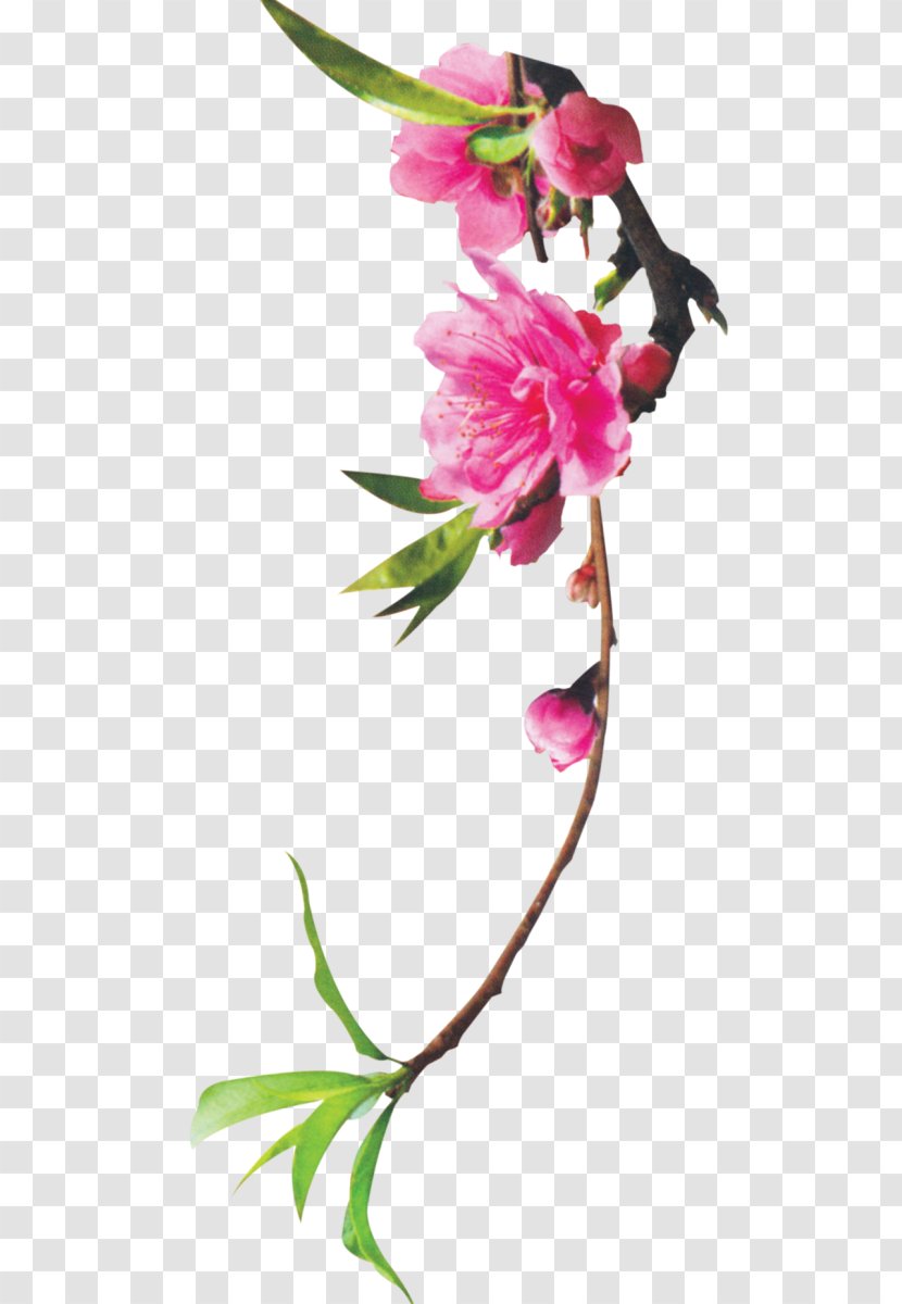 Floral Design Cut Flowers Plant Stem Bud - Pink Family - Flower Bouquet Transparent PNG
