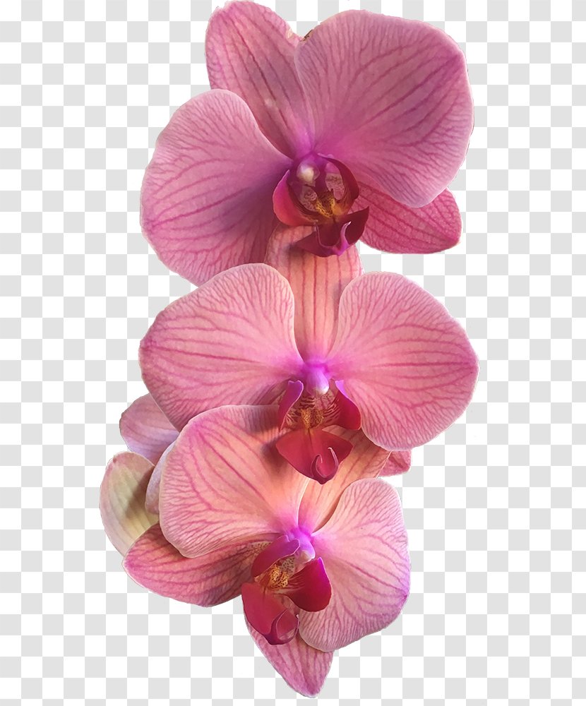 Flowering Plant Petal Flower Pink Purple - Moth Orchid Magenta Transparent PNG