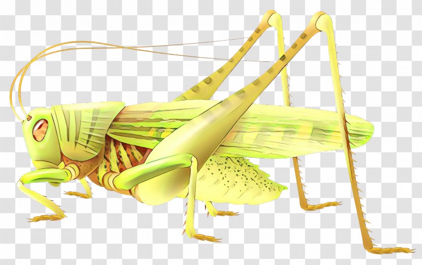 Insect Locust Vector Graphics Drawing Illustration - Grasshopper Transparent PNG