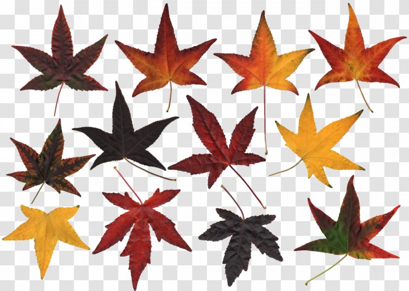 Autumn Leaf Color - Photography - Leaves Transparent PNG