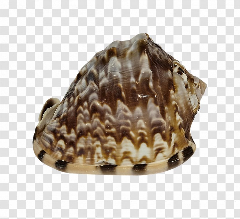 Clam Seashell Cockle Mussel Conchology - Conch Transparent PNG
