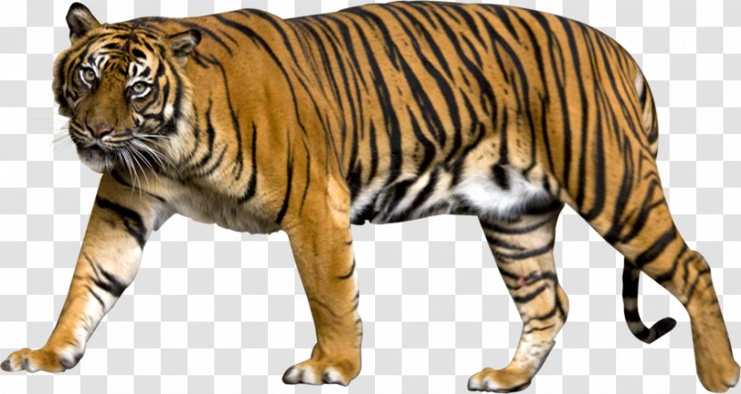 Liger Felidae Lion Clip Art - Sumatran Tiger Transparent PNG