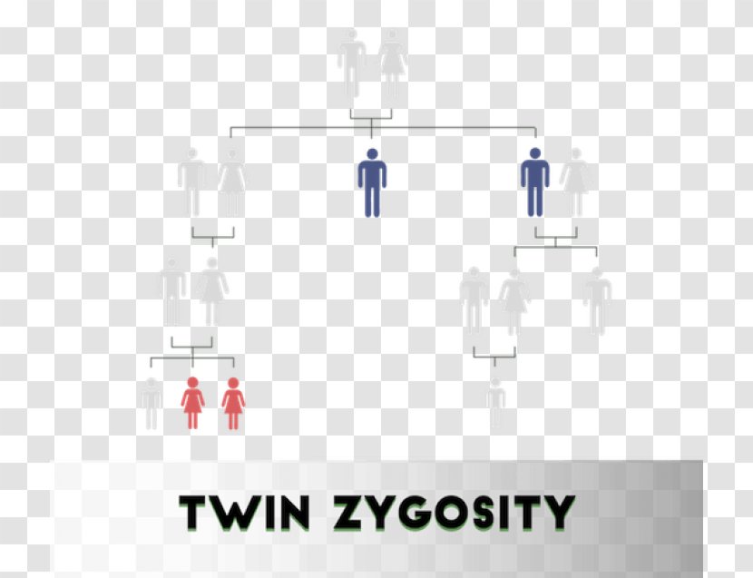 Zygosity Twin Dizigotiniai Dvyniai DNA Paternity Testing Corporation - Thailand - Law Transparent PNG