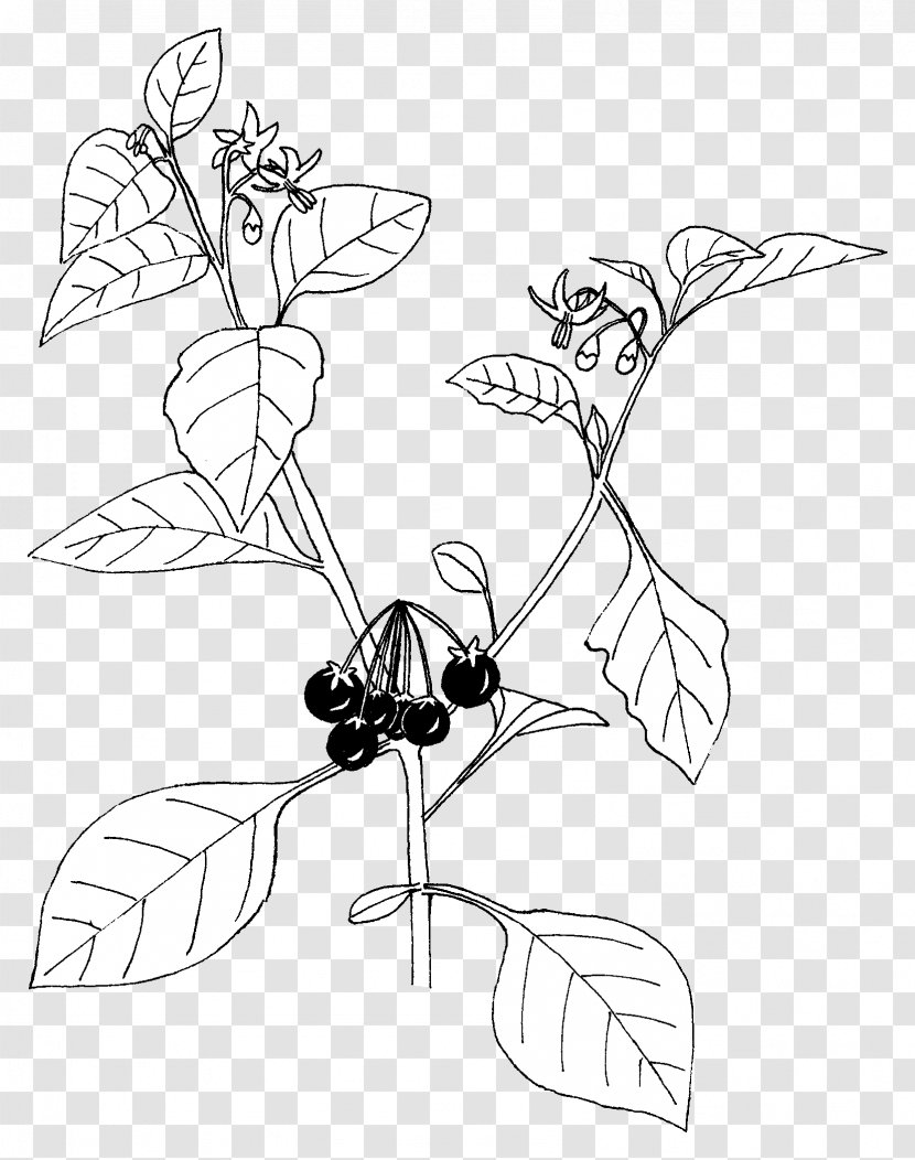 Black Nightshade Bittersweet Eudicotyledon - Plant - Solanaceae Transparent PNG