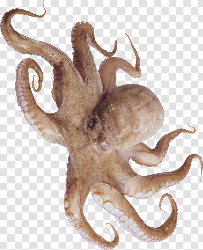 Typical Octopuses Squid Cuttlefishes Cephalopod - Amphioctopus Fangsiao - Drawing Of Transparent PNG