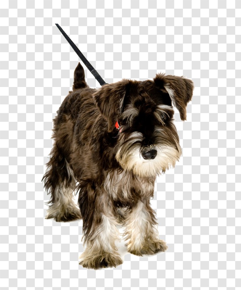 Pet Sitting Puppy Miniature Schnauzer Leash Dog Walking - Companion Transparent PNG