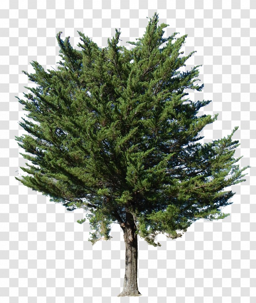 Pine Tree Landscape Architecture Acer Ginnala - Spruce - FruitS Top View Transparent PNG