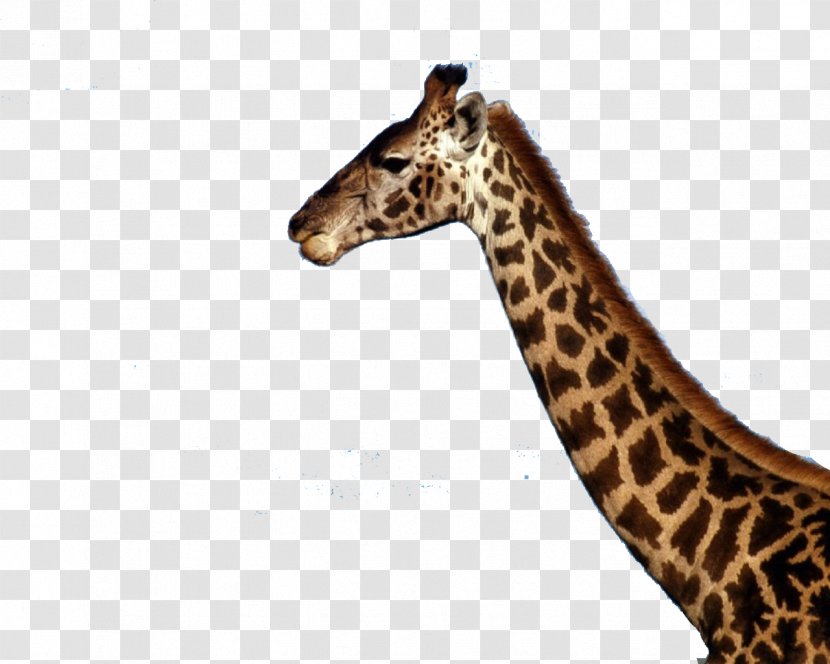 Northern Giraffe Baby Giraffes Masai Wallpaper - Fauna Transparent PNG