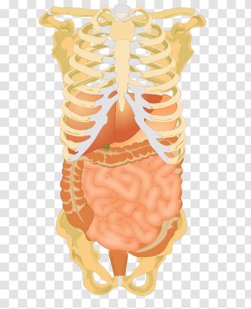 Abdominal Cavity Abdomen Liver Digestion Human Digestive System - Frame - Skeleton Vector Transparent PNG