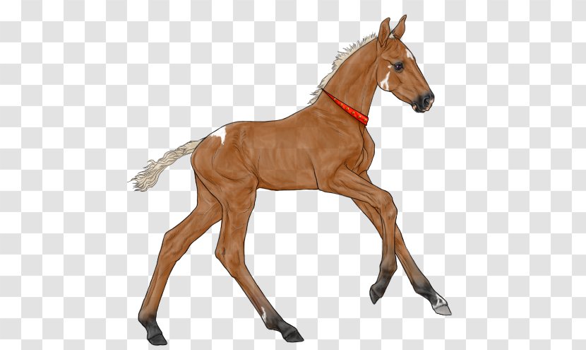 Mustang Foal Colt Stallion Mare - Cream Locus Transparent PNG