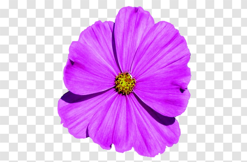 Garden Cosmos Violet Family Violaceae - Magenta Transparent PNG