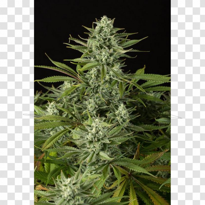 Cannabidiol Medical Cannabis Sativa Autoflowering - Strain Transparent PNG