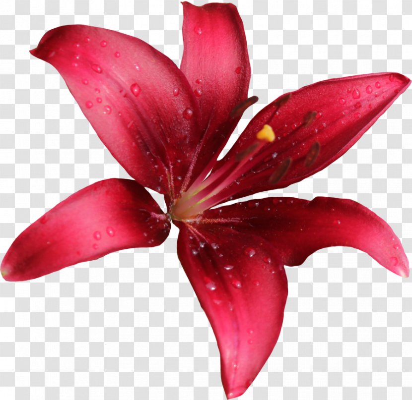 DeviantArt - Petal - Lily Free Download Transparent PNG