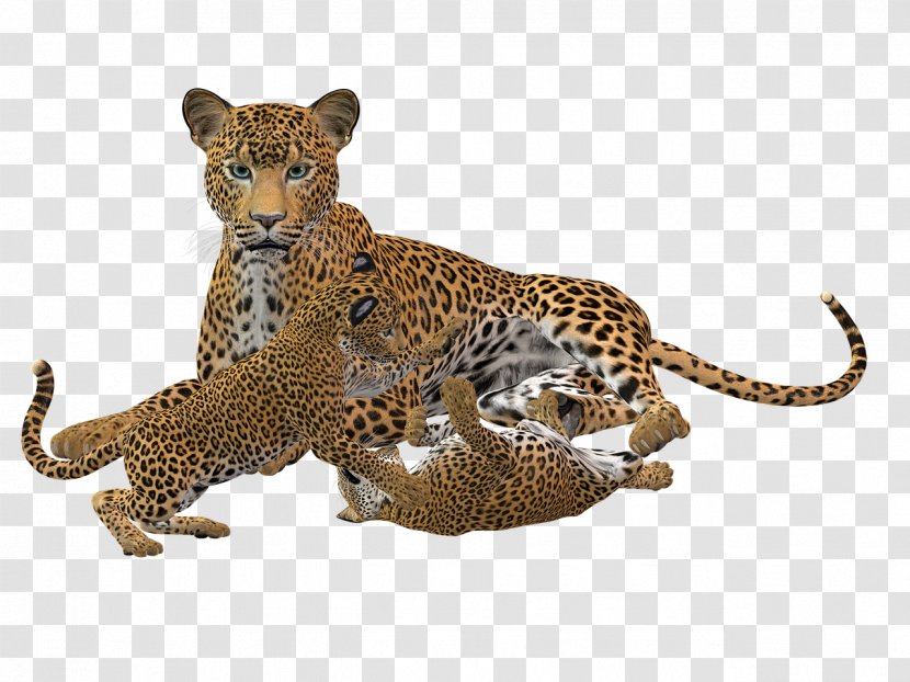 Cheetah Cat Leopard Felidae - Carnivoran Transparent PNG