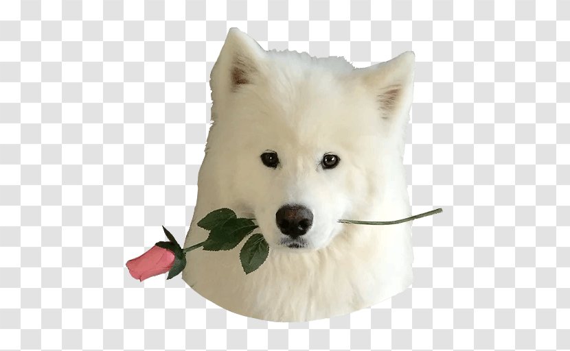 Samoyed Dog Breed American Eskimo Canadian Japanese Spitz - Puppy Transparent PNG