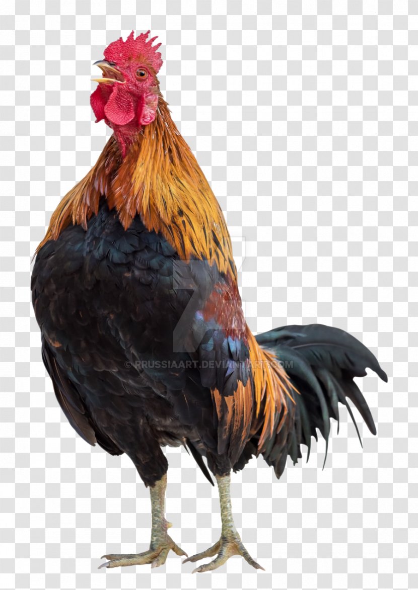 Rooster Chicken Poultry - Phasianidae Transparent PNG