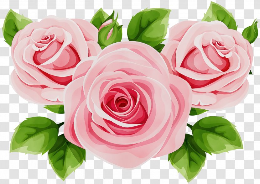 Garden Roses - Hybrid Tea Rose Plant Transparent PNG