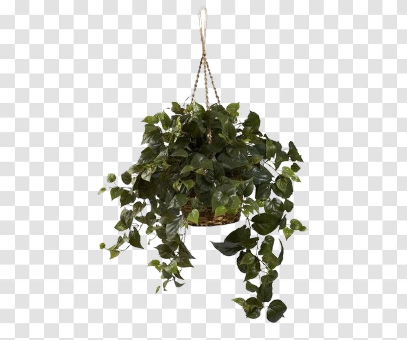 Hanging Basket Philodendron Vine Devil's Ivy Vascular Plant - Flowerpot - Plants Transparent PNG