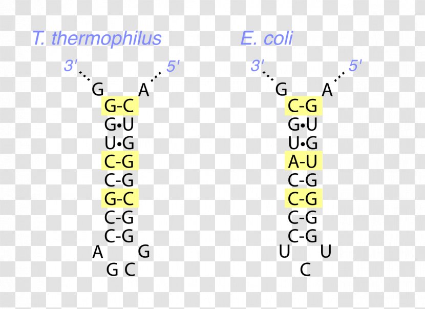 Nucleic Acid Tertiary Structure Messenger RNA DNA Protein Secondary - Rna - Conservative Transparent PNG