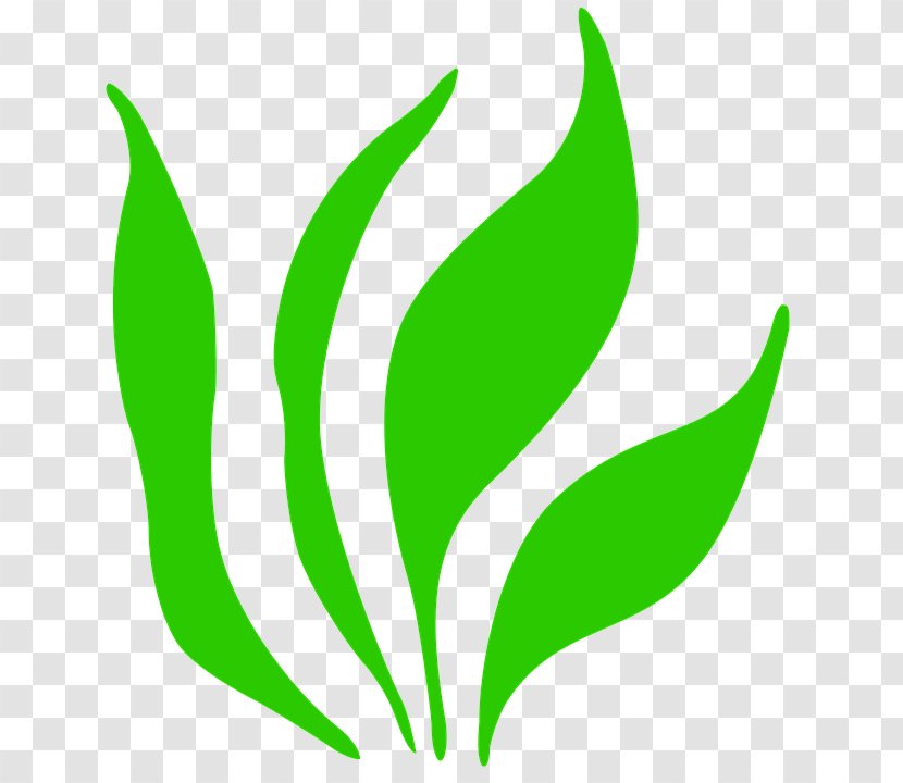 Clip Art Herbaceous Plant Image Grass Transparent PNG