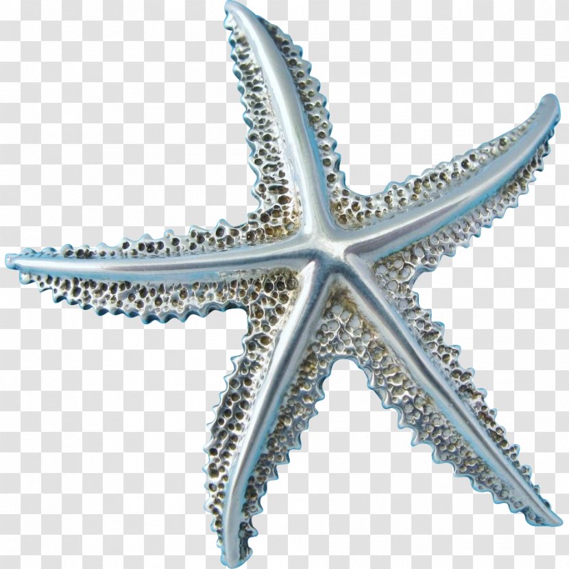 Starfish Echinoderm - Marine Invertebrates Transparent PNG