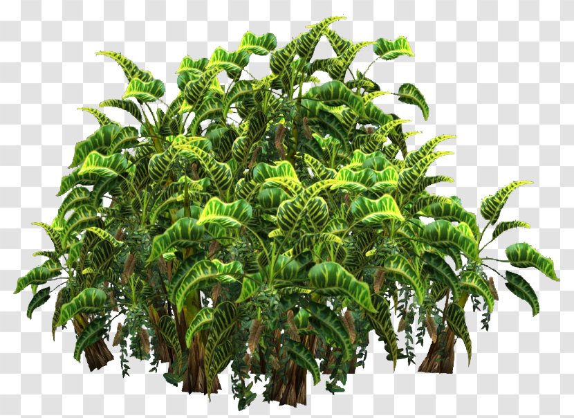 Tree Plant Shrub Hyophorbe - Arecaceae Transparent PNG