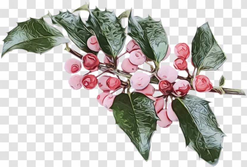Holly - Tree - Fruit Transparent PNG