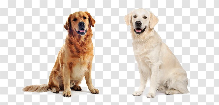 Golden Retriever Labrador Puppy Cat Pet Sitting - Dog Like Mammal Transparent PNG