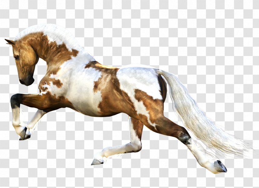 Horse Stallion Clip Art - Stock - Image Transparent PNG