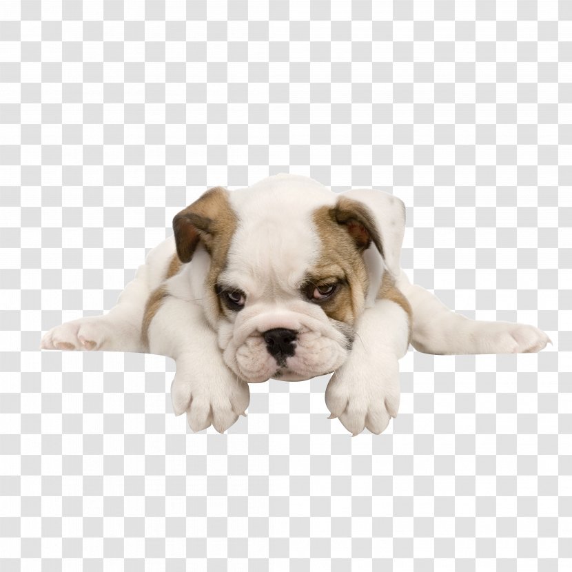 Bulldog Siberian Husky West Highland White Terrier Yorkshire Cavachon - Mammal - Dogs Transparent PNG