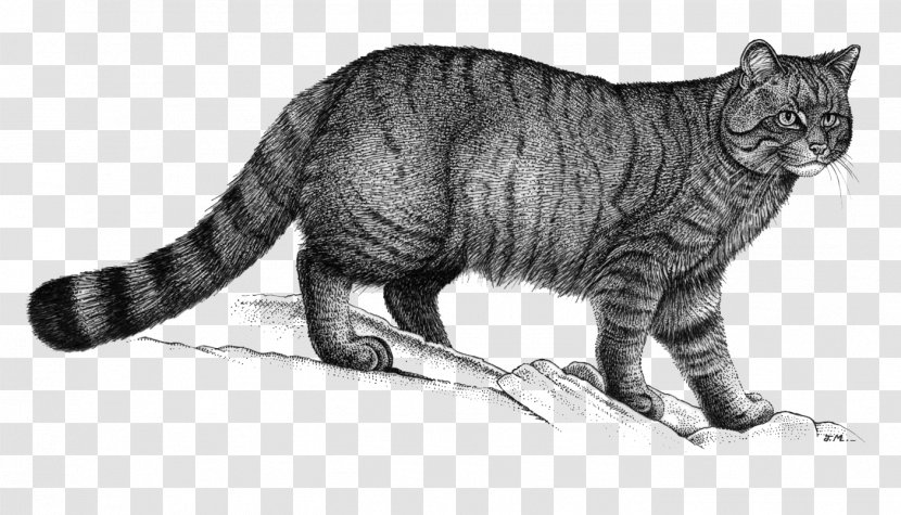 Whiskers Domestic Short-haired Cat European Wildcat Shorthair - Terrestrial Animal - Organism Transparent PNG