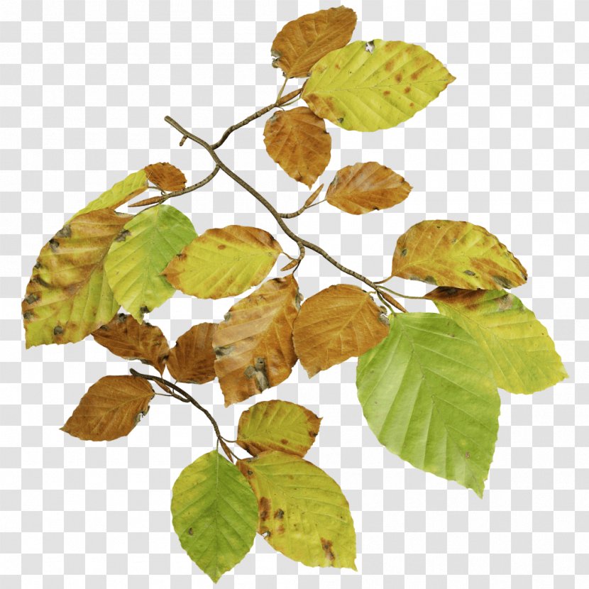 Leaf Deciduous - Tree - Beech Transparent PNG