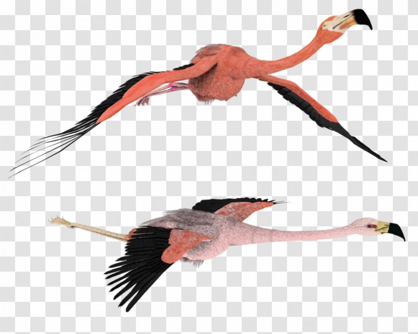 Flamingo Rendering Drawing Clip Art - Beak Transparent PNG