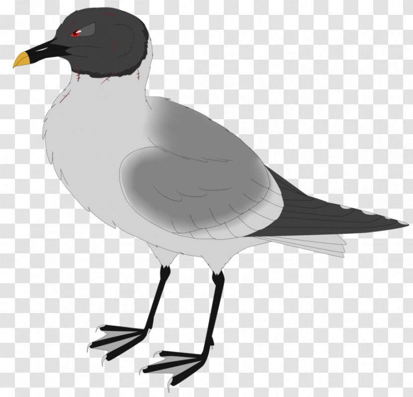 European Herring Gull Gulls Bird Duck Crane - Wing Transparent PNG