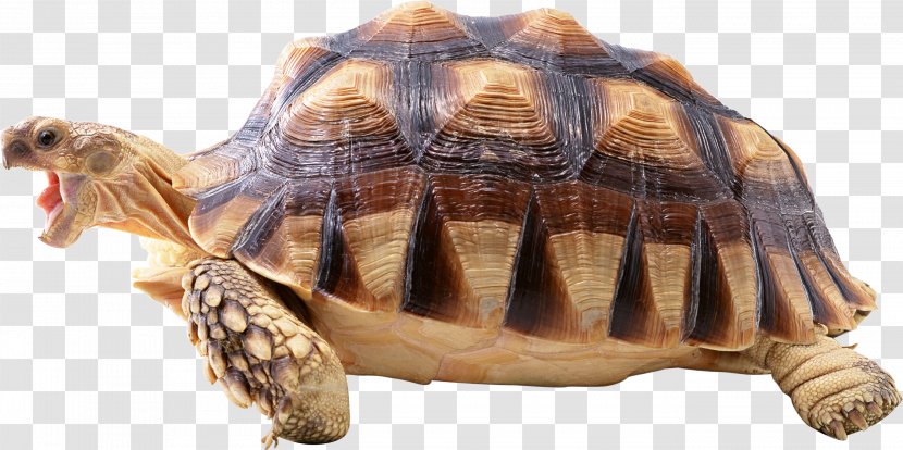 Turtle Shell Reptile Wallpaper - Fauna Transparent PNG