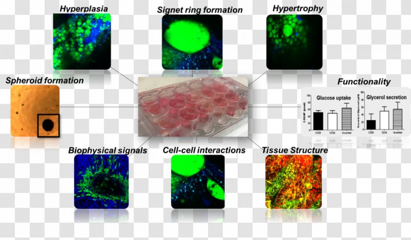 LaCell LLC Research In Vitro Laboratory Vivo - Knowledge - Twodimensional Space Transparent PNG