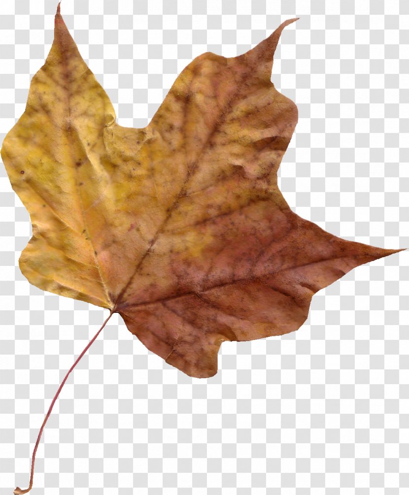 Maple Leaf Autumn Color Photography - Plant Transparent PNG